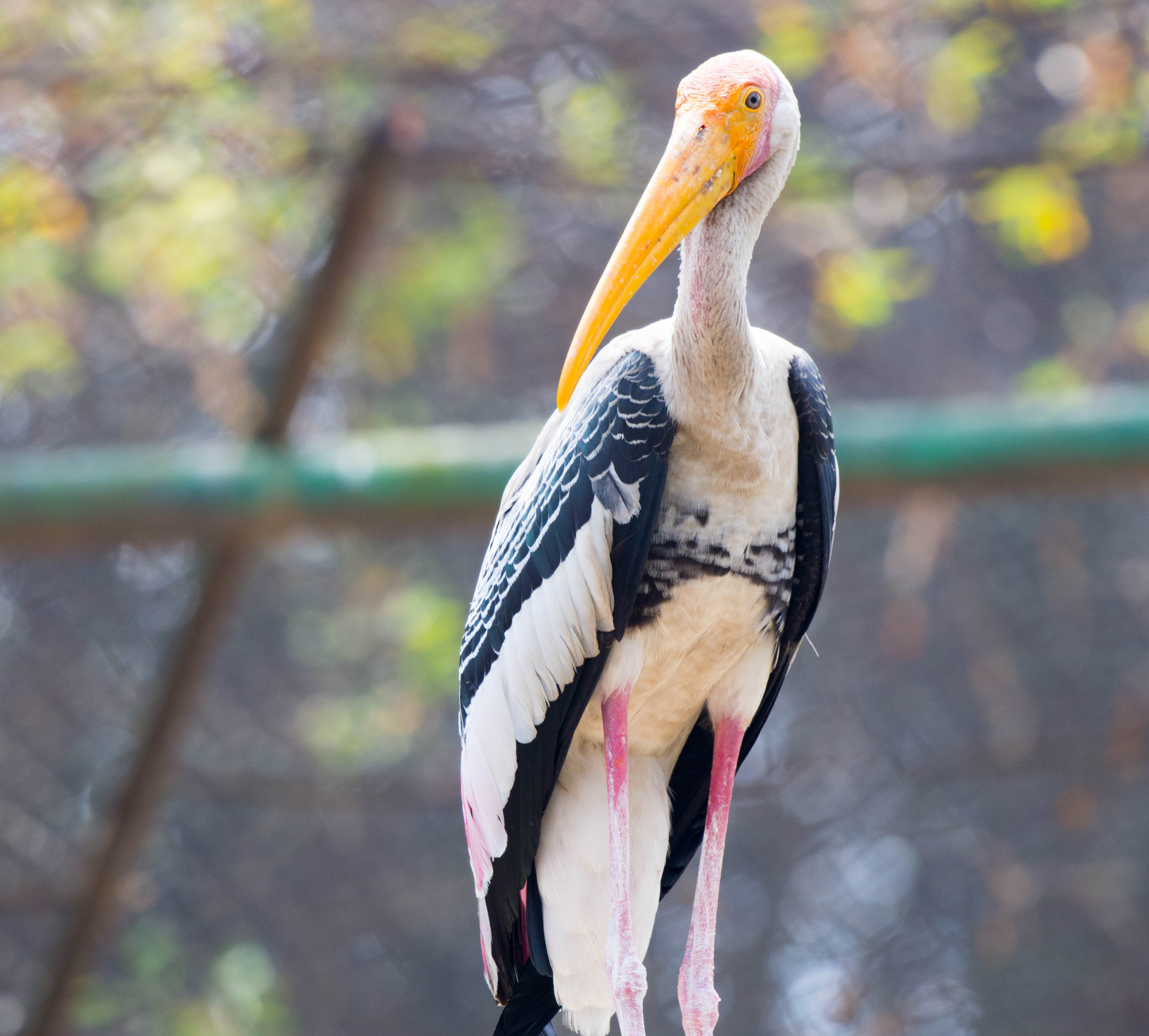 Painted Stork